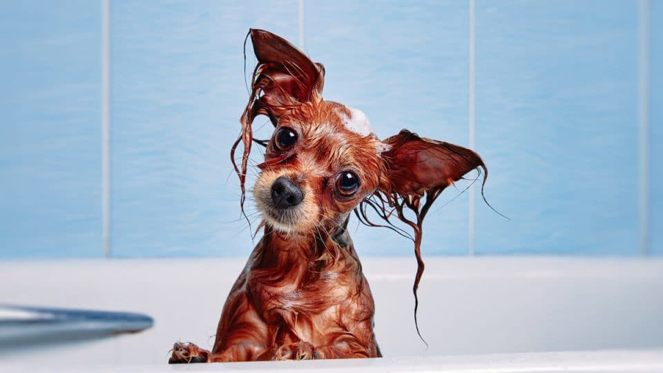 best dog shampoo
